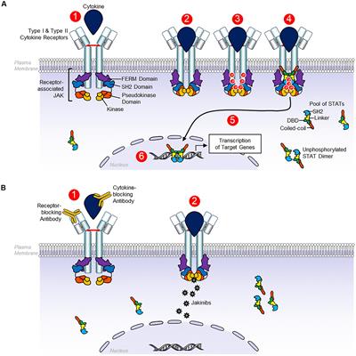 Targeting Cytokine Signaling and Lymphocyte Traffic via Small Molecules in Inflammatory Bowel Disease: JAK Inhibitors and S1PR Agonists